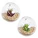 MyGift Mini Indoor Wall Planter, Hanging Glass Globe Terrariums for Air Plant, Succulents and Candle Display, Set of 2