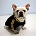 CT COUTUDI Yellow Stripe Black Pet Cat Dog Hoodies Clothes for Small Dogs Shirts Puppy Casual Pullover Outfits (L)