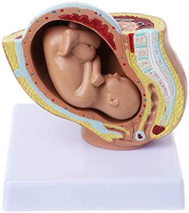 Watermk 9th Month Baby Fetus Foetus Pregnancy Human Pregnancy Fetal Development Medical Model
