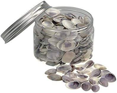 Quality Selected Seashells - Violet Mactra / Mactra Violacea Shells for Crafts Supplies and Decoration, Minituare Garden Ornaments Beach White Sea Shells and for Jewellery Making