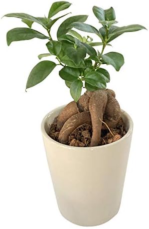 花のギフト社 ガジュマル鉢植え 新生活 多幸の木 ガジュマル がじゅまる ミニ観葉植物 鉢皿付