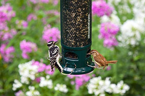 Squirrel Buster Legacy Bird Feeder - Image 4