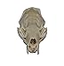 Real Mink Skull (Cleaned and Assembled Adult American Mink Skull)