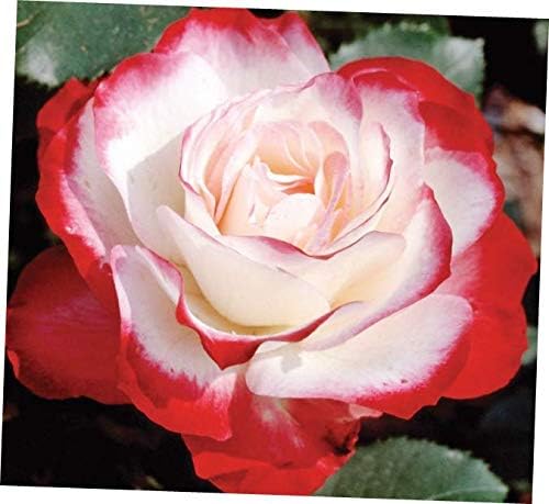 ZEE 1 Red Flowers Cherry Parfait Rose Plant Potted Fragrant - RK156