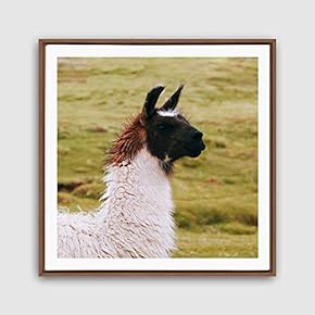 Framed Canvas Wall Art Alpaca Canvas Prints Home Artwork Decoration for Living Room,Bedroom - 16x16 inches