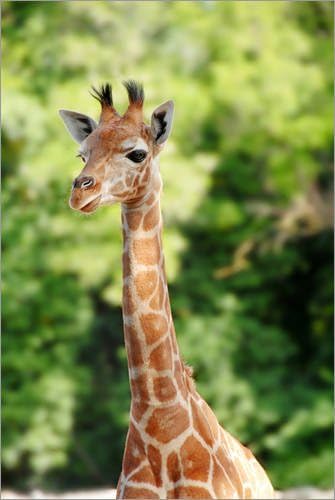 Posterlounge Leinwandbild 60 x 90 cm: Baby-Giraffe im Porträt von