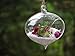 Pack of 3 Glass Hanging Planter Hanging Air Plant Terrarium Decorative Hanging Plant Pots Flower Pots Plant Containers Air Plant Pots Hanging Air Fern Plant Container Fern Plant Pot Fern Terrarium