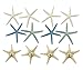 Variety Starfish Mix - 12 Large Pieces 6-8
