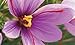 Blue Lily Organics Premium Kashmiri Saffron - USDA Organic, Non-GMO, Long Whole Threads, 0.5 gms