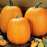 Park SeedHowden Pumpkin Seeds – Non-GMO, Classic Deep Orange Pumpkins for Carving & Display, High-Yielding Plants, 20–30 lb Fruits, Ribbed Halloween Favorite, Pack of 25
