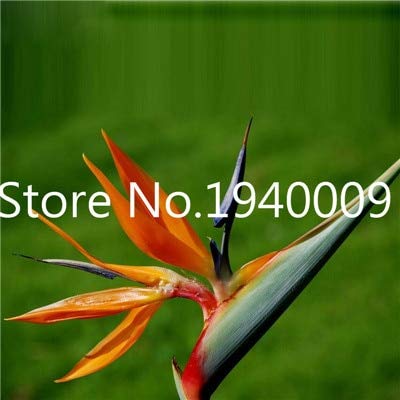 AGROBITS Saat: Verkauf! 100 StÃ¼ck Seltene Zimmerpflanzen Strelitzia Reginae flores Hybrid-Paradies plantas Plant Bonsai-Anla