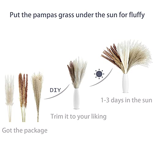 60pcs Natural Dried Pampas Grass 15Pcs White Pampas & 15Pcs Brown Pampas & 30Pcs Pampas Reeds, Beautiful Pampas Grass Decor, Ideal for Home Decor, Wedding Decor (Three-Colors, 60Pcs)