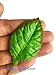 50 Pcs Mixed Rose Leaves Mulberry Paper Artificial Leaf, Mulberry Paper Leaves