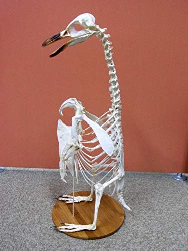 Amazon Co Jp マゼランペンギン 全身骨格標本 A ホビー 通販