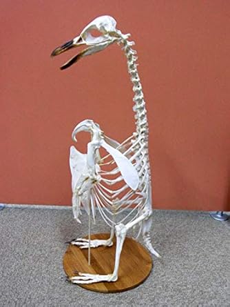Amazon Co Jp マゼランペンギン 全身骨格標本 A ホビー 通販