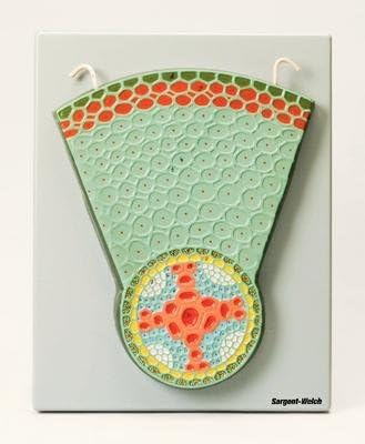 470111-042 - Monocot Root - Eisco Root Structure Models - Each