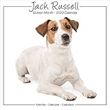 Jack Russell Calendar - Jack Russell Terrier Calendar - Dog Breed Calendars - Calendars 2019 - 2020 by