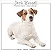 Jack Russell Calendar - Jack Russell Terrier Calendar - Dog Breed Calendars - Calendars 2019 - 2020 by