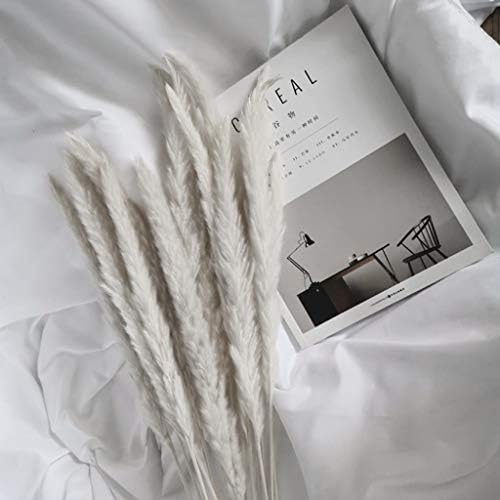 Sunsee Natural Dried Pampas Grass Small Reed Plumes-Wedding Flower Bunch-20 Pcs Soft Home Furnishing Living Room Shooting Props Pampas Reed Flowers (Beige, Quantity: 20 PCS)