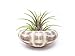 Air Plant Sea Urchin Kit (9 Variety Pack) - Natural Shell Containers / Holders for Live Tillandsia - Multicolor Stand / Jellyfish Pot for Indoor Home Decor by Aquatic Arts