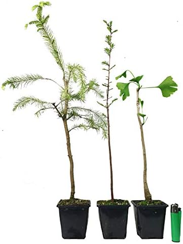 3X Mixed Outdoor Bonsai Starter Tree (a41) (N.Spruce - B.Cedar.- Taxodium)