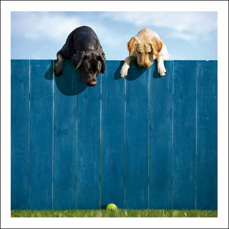 Woodmansterne Loose Leashes Blank/Birthday Card - That's My Ball