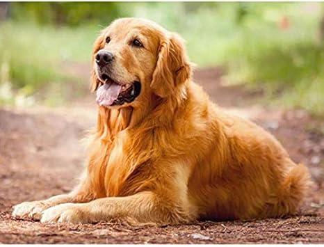 Amazon Co Jp Diyダイヤモンド初心者 ゴールデンレトリバー犬 大人と子供のためのダイヤモンド塗装キット大人のペイントの家の壁の装飾 16xinch フレームレス ホーム キッチン