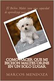 Como Hacer que Mi Bichon Maltes Orine en un Solo Lugar