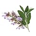 ArOmis Clary Sage Essential Oil - 100% Pure Therapeutic Grade - Undiluted, Premium Oil - 150 Micron Filtered, Perfect for Aromatherapy Diffusers (10ml / .34 fl oz)