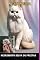 Livro Gato Persa