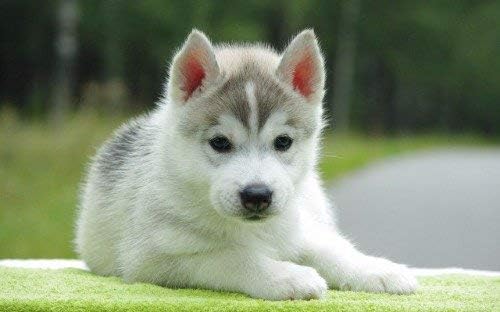 cute baby siberian husky