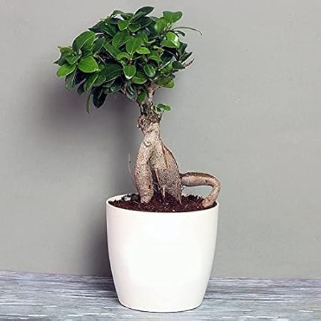 Bonsai Live Plants Abana Homes Ginseng Grafted Ficus Bonsai with Ceramic Pot for Home/Office Decor (4 Years Old)