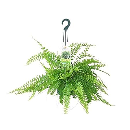 Delorea Boston Fern Live Natural Plant (Pot Included) with 2 Inches Coco Peat Disc