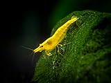 Aquatic Arts 10 Live Freshwater Golden Back Yellow Shrimp (Neocaridina davidi - 1/2 to 1 Inch Long)