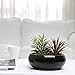 MyGift 8 Inch Glazed Black Ceramic Succulent Planter Pot - Decorative Flower Plant Bowl with Removable Saucer
