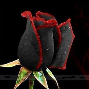 Kraft Seeds Bonsai Suitable 14 Seeds/Pack Black Rose Flower with Red Edge Seedling Seed Houseplants Flowers for Rooms