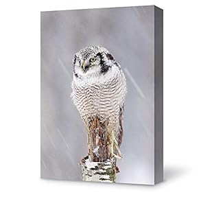 Canvas Wall Art Animal Portrait Owl Canvas Painting Wall Poster Decor for Living Room Framed Home Decorations - 12x18 inches