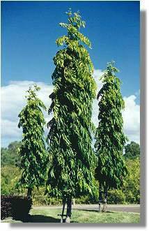 Creative Farmer Outdoor Plants Seeds Ashok (Not Sita Ashok) Christmas Tree Like Seeds Kitchen Garden Seeds Pack