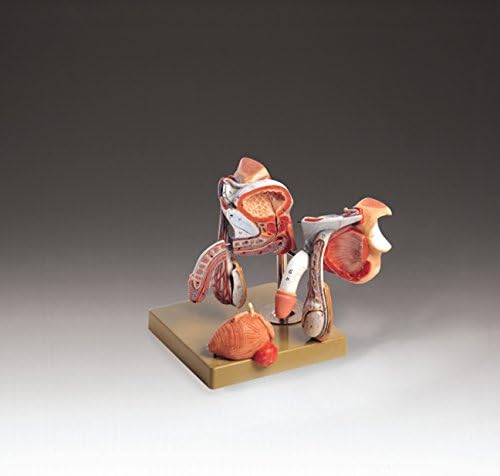 Anatomical Chart 0000000MS3"Male Genital Organs" Model, 17.8 cm L x 20.3 cm W x 25.4 cm H