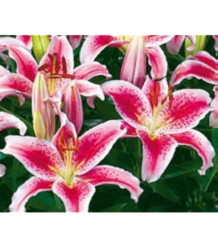 Amazon.com : Dwarf Stargazer, Rosy Dimple Oriental Lily