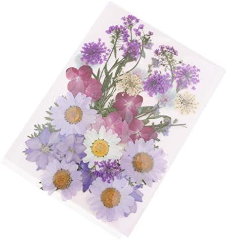 Perfeclan ドライフラワー 花材 押し花 乾燥シート ドライ葉 押し葉 家の装飾 電話ケース 装飾 約10個 全6選択 C B085s879gs 638円 人気海外一番 100 品質保証 全品送料無料 即日出荷 Sale開催中