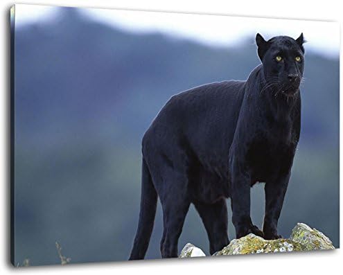 Black Panther on Rock Size: 100x70 cm covered painting on canvas, huge XXL images completely finished and framed with stretcher, Art print on wall picture with frame, cheaper than painting or picture, no posters or poster
