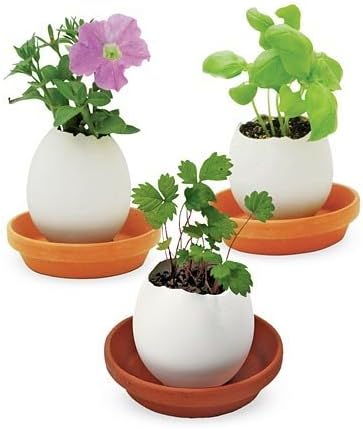 Crack and Grow Ceramic Egglings, in Basil by Noted