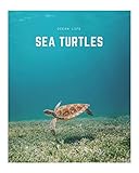 Sea Turtles: A Decorative Book │ Perfect for