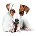 Nylabone Healthy Edibles WILD Natural Dog Chew Treats for Small Dogs, Long Lasting Dog Chew Bones Made in USA, Bison Flavor, For Dogs Up to 25 lbs. (16 Count)