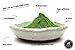 Organic Matcha Green Tea Powder, Ceremonial Grade Authentic Artisan Japanese Matcha, JAS Certified Organic, Shade Grown, Stone Ground, Small Batch (2oz - 56g)