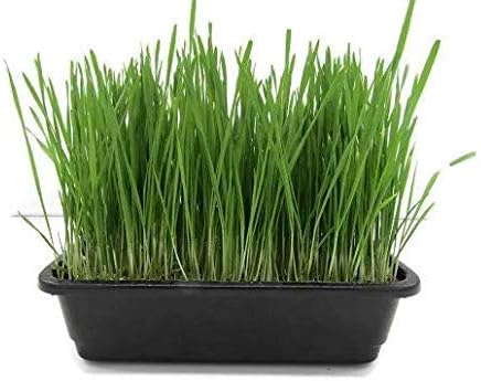 Organic Wheatgrass Growing Kit with Real Live Soil from Harmony Farms and Organic Wheat, Complete Grow Kit - Cat Grass - 9" X 6.5" Heavy Duty BPA Free Grow Tray
