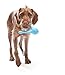 WEST PAW Zogoflex Tizzi Treat Dispensing Dog Toy – Interactive Play Toy for Dogs, Puppies – Floatable, High-Flying Dog Toys for Fetch, Catch, Tug of War, Recyclable, Dishwasher Safe, Large Aqua Blue