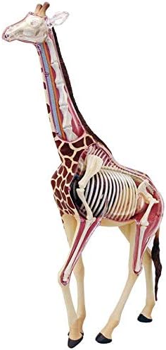 ホームアクセサリー教育モデルキリン解剖学モデル4dビジョンキリンモデル医療解剖学動物 モデル取り外し可能な27臓器研究用身体部分医療教育モデルパズル組み立て玩具