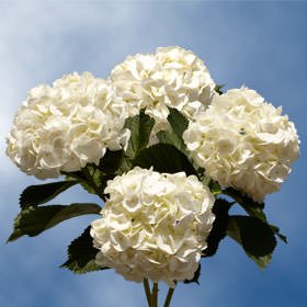 GlobalRose 10 Fresh Cut White Hydrangeas - Fresh Flowers For Weddings or Anniversary.